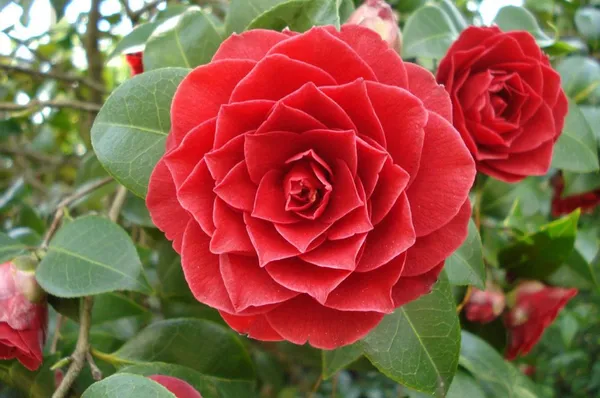Red_Camellia_Flowering_Plant_&_Tree_For_Sweet_Home_Gardening_(1.5-3.5_Ft_Hight)