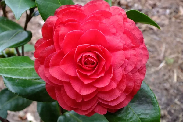 Red_Camellia_Flowering_Plant_&_Tree_For_Sweet_Home_Gardening_(1.5-3.5_Ft_Hight)