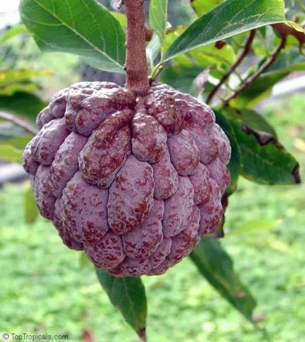 Red_Custard_Apple_Lal_Aata_Red_Sugar_Apple,_Red_Sitafal_Fruit_Plant_Grafted_riginal_Variety