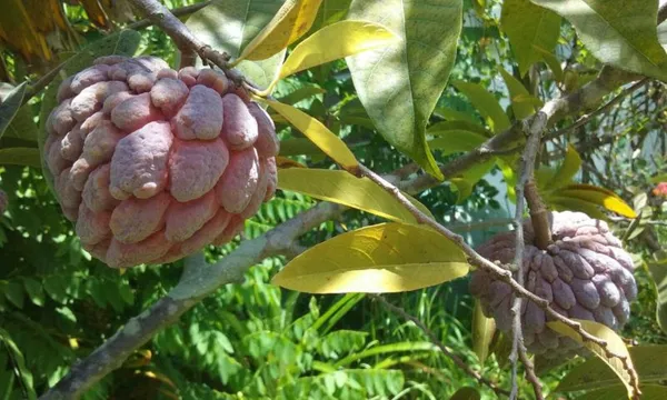 Red_Custard_Apple_Jambo_Size_Fruit_Plant_&_Tree_(1.5-3.5_Ft_Hight)_For_Your_Home_Gardening_Custard_Apple_Healthy_Fruit_Plant_(Grafted)