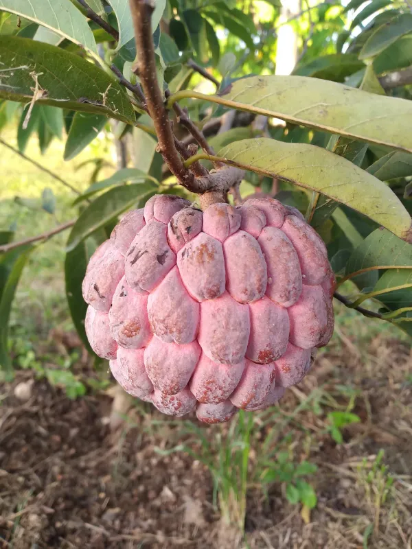 Red_Custard_Hybrid_Fruit_Plant_&_Tree_(1.5-3.5_Ft_Hight)_For_Sweet_Home_Gardening_Custard_Healthy_Fruit_Plant