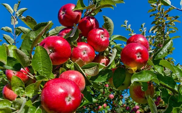 Red_Delicious_Hybrid_Apple_Fruit_Plant_&_Tree_(1.5-3.5_Ft_Hight)_For_Sweet_Home_Gardening_Apple_Healthy_Fruit_Plant