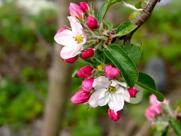 Red_Delicious_Hybrid_Apple_Fruit_Plant_&_Tree_(1.5-3.5_Ft_Hight)_For_Sweet_Home_Gardening_Apple_Healthy_Fruit_Plant
