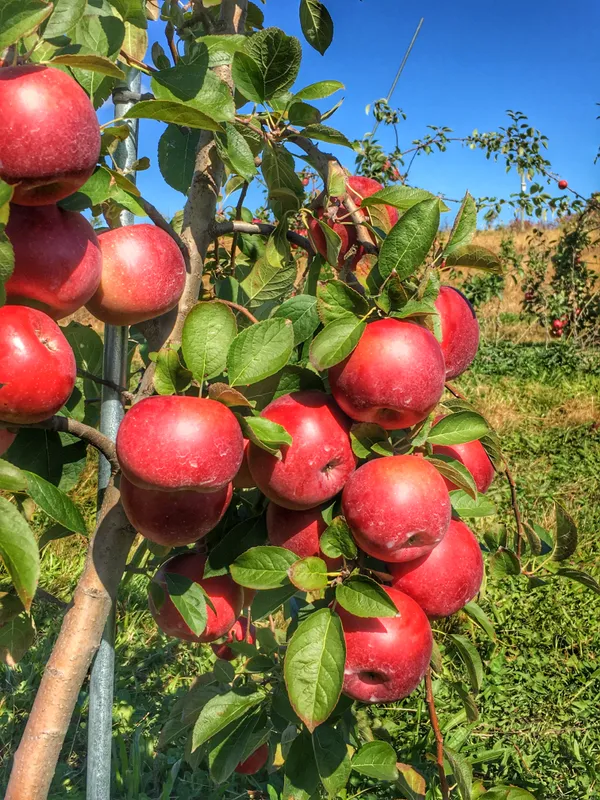 Red_Delicious_Hybrid_Apple_Fruit_Plant_&_Tree_(1.5-3.5_Ft_Hight)_For_Sweet_Home_Gardening_Apple_Healthy_Fruit_Plant