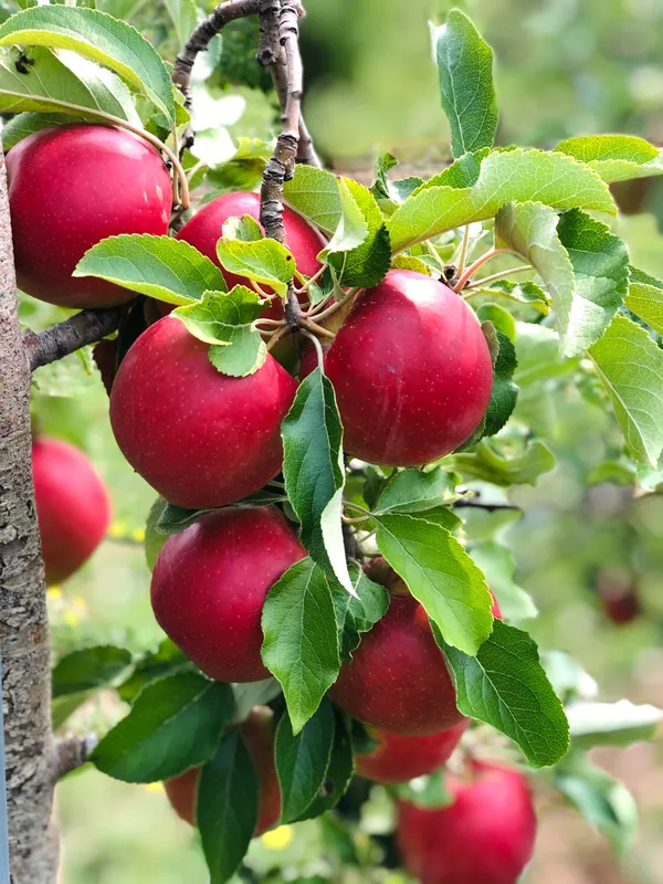 Red_Delicious_Hybrid_Apple_Fruit_Plant_&_Tree_(1.5-3.5_Ft_Hight)_For_Sweet_Home_Gardening_Apple_Grafted_ruit_Plant(_)