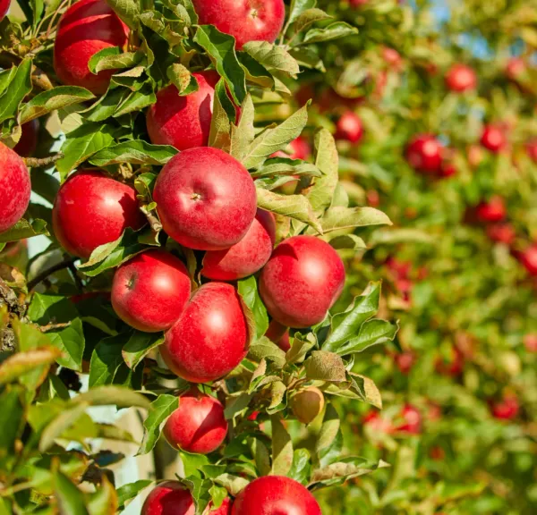 Red_Delicious_Hybrid_Apple_Fruit_Plant_&_Tree_(1.5-3.5_Ft_Hight)_For_Sweet_Home_Gardening_Apple_Grafted_ruit_Plant(_)