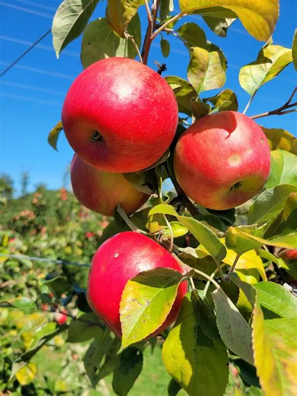 Red_Delicious_Hybrid_Apple_Fruit_Plant_&_Tree_(1.5-3.5_Ft_Hight)_For_Sweet_Home_Gardening_Apple_Grafted_ruit_Plant(_)