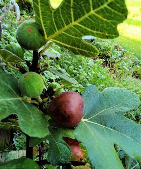 Red_Fig|Anjeer_Healthy_Fruit_Plant