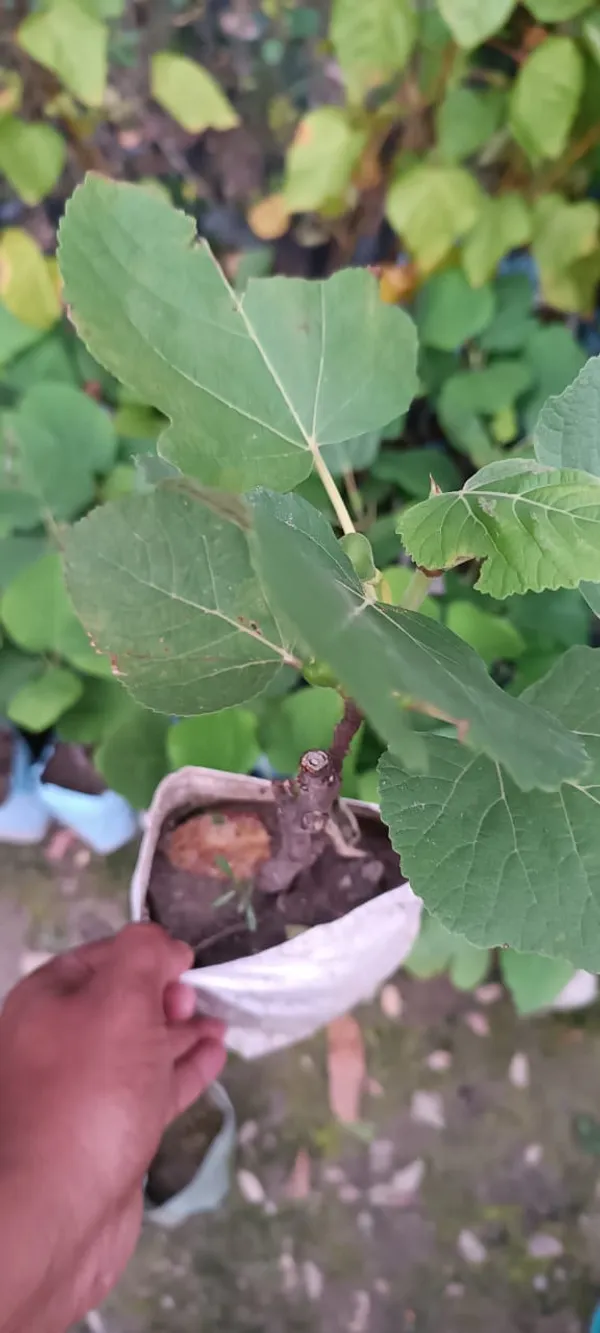 Red_Fig|Anjeer_Healthy_Fruit_Plant