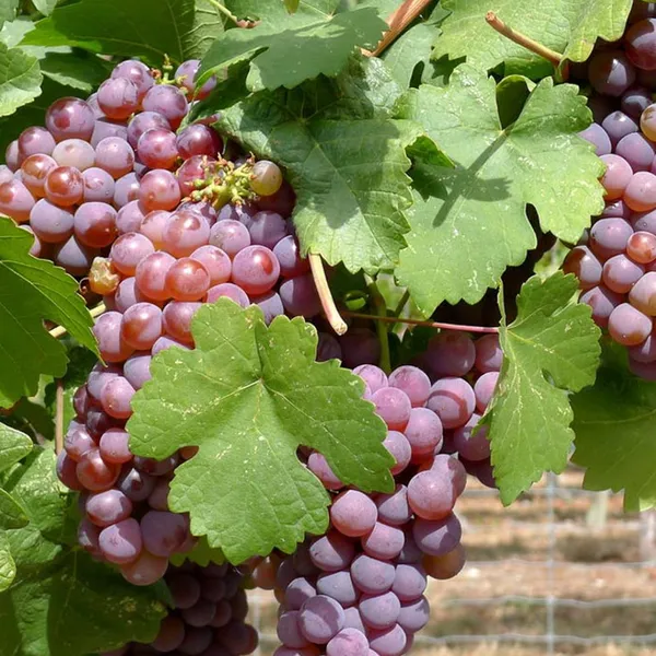 Thai_Hybrid_Red_Grapes_Fruit_Plant