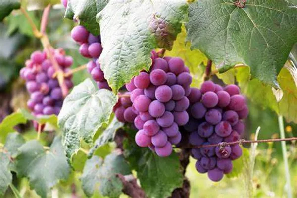Thai_Hybrid_Red_Grapes_Fruit_Plant