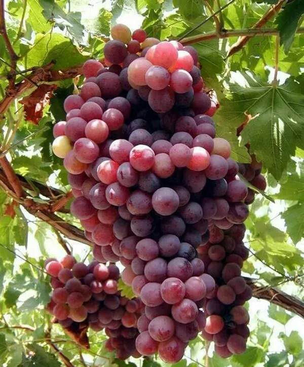 Thai_Hybrid_Red_Grapes_Fruit_Plant