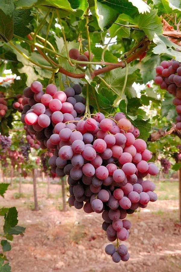 Thai_Hybrid_Red_Grapes_Fruit_Plant