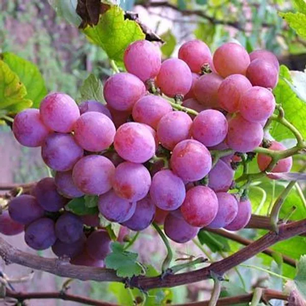 Thai_Hybrid_Red_Grapes_Fruit_Plant