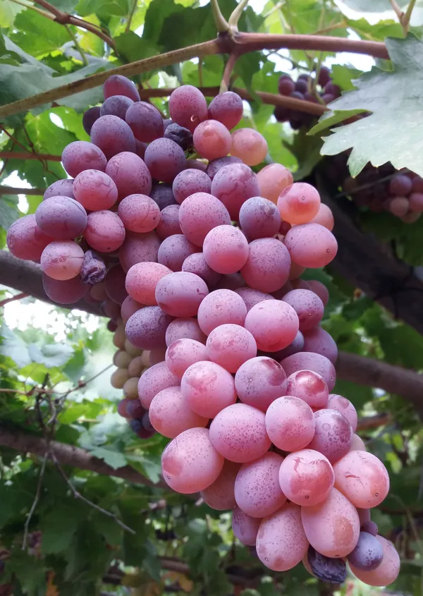 Thai_Hybrid_Red_Grapes_Fruit_Plant