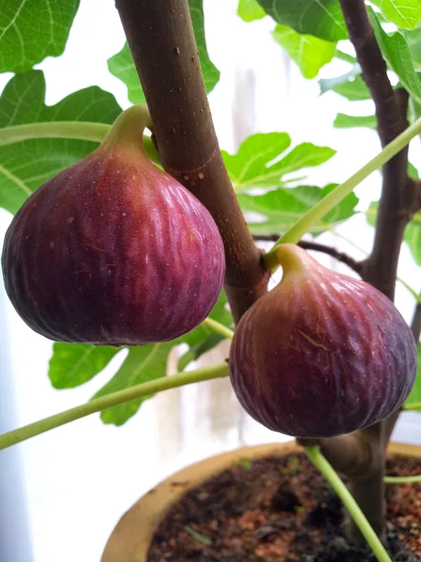 Red_Gular|Fig_Highly_Benefited_Fruit_Plant_&_Tree_(1.5-3.5_Ft_Hight)_For_Home_Gardening_Hybrid_Fig_Plant