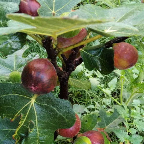 Red_Gular|Fig_Highly_Benefited_Fruit_Plant_&_Tree_(1.5-3.5_Ft_Hight)_For_Home_Gardening_Hybrid_Fig_Plant