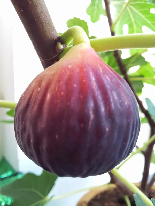 Red_Gular|Fig_Highly_Benefited_Fruit_Plant_&_Tree_(1.5-3.5_Ft_Hight)_For_Home_Gardening_Hybrid_Fig_Plant