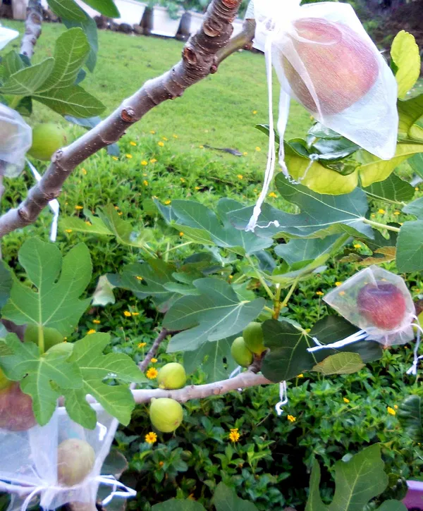 Red_Gular|Fig_Highly_Benefited_Fruit_Plant_&_Tree_(1.5-3.5_Ft_Hight)_For_Home_Gardening_Hybrid_Fig_Plant