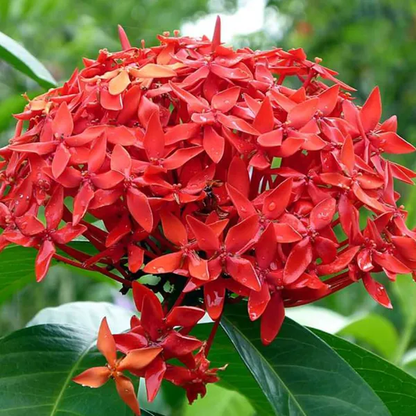 Red_Ixora__Flowering_Plant_&_Tree_(1.5-3.5_Ft_Hight)_For_Shrub|Bush|Home_Garden_Hybrid