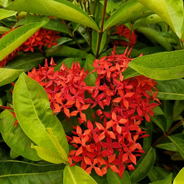 Red_Ixora__Flowering_Plant_&_Tree_(1.5-3.5_Ft_Hight)_For_Shrub|Bush|Home_Garden_Hybrid