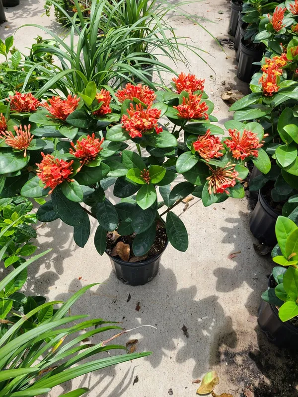 Red_Ixora__Flowering_Plant_&_Tree_(1.5-3.5_Ft_Hight)_For_Shrub|Bush|Home_Garden_Hybrid