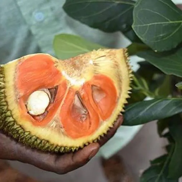 Sidhu_Jackfruit_Grafted_ive_Fruit_Plant