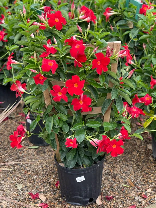 Red_Mandevilla_Flowering_Plant_&_Tree_(1.5-3.5_Ft_Hight)_For_Shrub|Bush|Sweet_Home_Gardening__Dwarf_Variety_Mandevilla_Flower_Plant_Hybrid