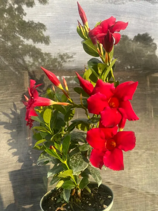 Red_Mandevilla_Flowering_Plant_&_Tree_(1.5-3.5_Ft_Hight)_For_Shrub|Bush|Sweet_Home_Gardening__Dwarf_Variety_Mandevilla_Flower_Plant_Hybrid