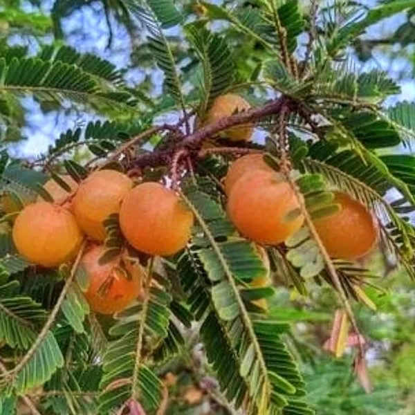 Red_Nelli_Red_Amla_Plant_Lal_Amloki_Grafted_lant_Fruit_Plant_Medicinal_Plant_1-1.5_Ft_Plant