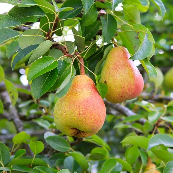 Red_Pear_Hybrid_Fruit_Plant_&_Tree_(1.5-3.5_Ft_Hight)_For_Home_Garden_Pear_Healthy_Fruit_Plant