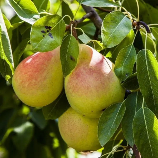 Red_Pear_Hybrid_Fruit_Plant_&_Tree_(1.5-3.5_Ft_Hight)_For_Home_Garden_Pear_Healthy_Fruit_Plant