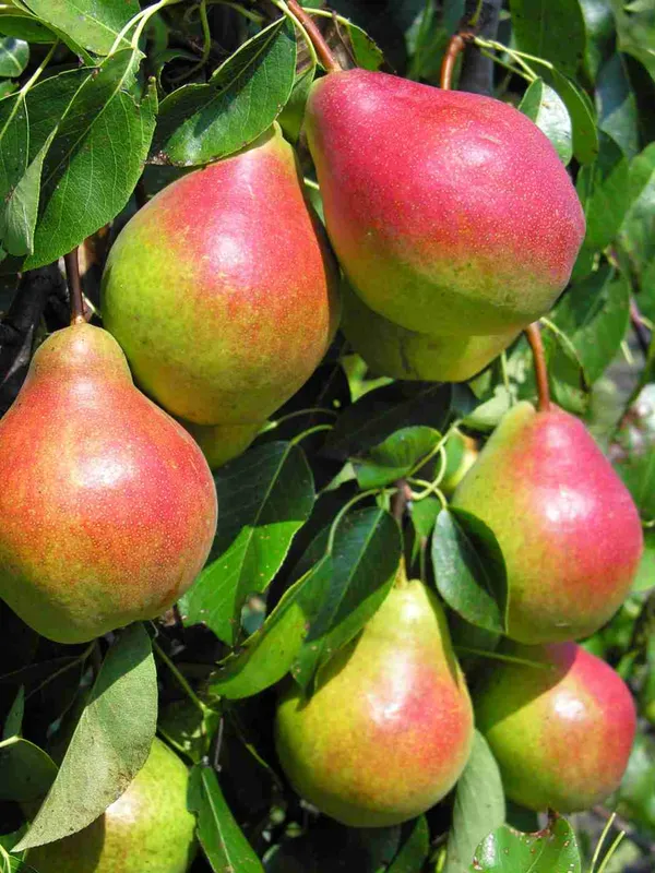 Red_Pear_Hybrid_Fruit_Plant_&_Tree_(1.5-3.5_Ft_Hight)_For_Home_Garden_Pear_Healthy_Fruit_Plant