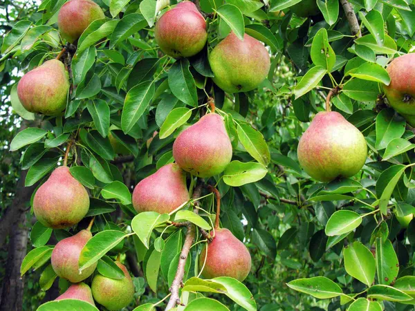 Red_Pear_Hybrid_Fruit_Plant_&_Tree_(1.5-3.5_Ft_Hight)_For_Home_Garden_Pear_Healthy_Fruit_Plant
