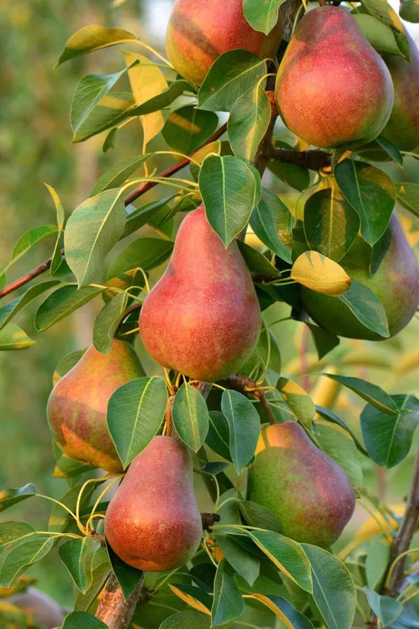 Red_Pear_Hybrid_Fruit_Plant_&_Tree_(1.5-3.5_Ft_Hight)_For_Home_Garden_Pear_Healthy_Fruit_Plant