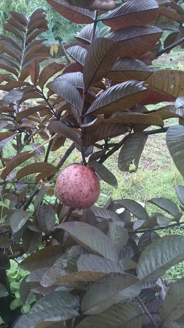 Red_Malaysian_Grafted_weet_Guava_Plant