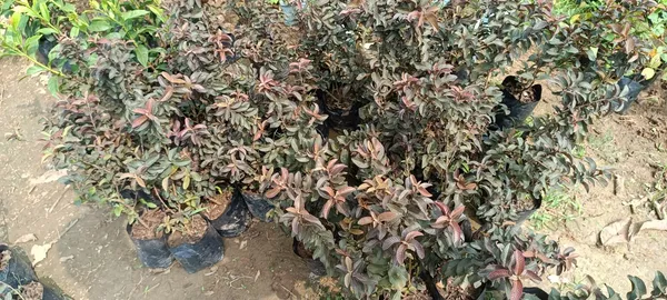 Red_Malaysian_Grafted_weet_Guava_Plant