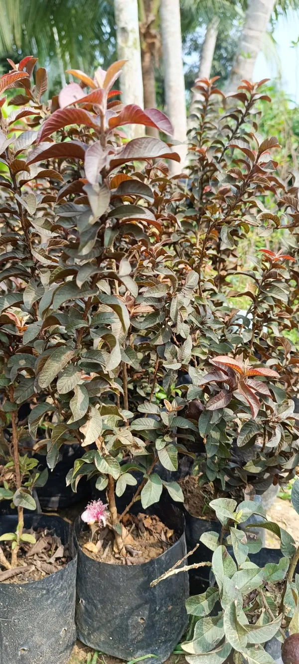 Red_Malaysian_Grafted_weet_Guava_Plant
