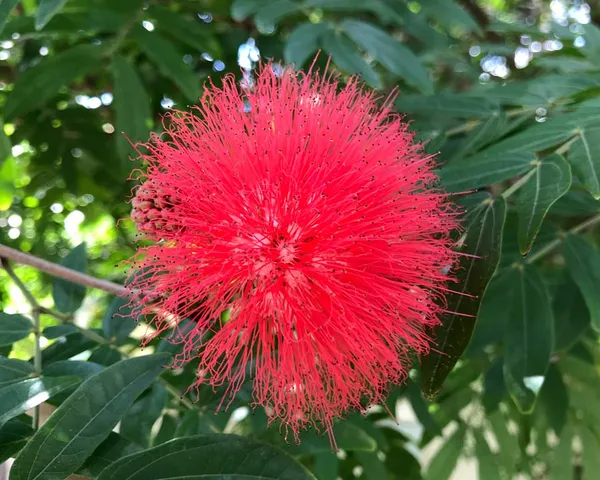 Red_Pompom|Red_Power_Puff|Red_Calliadria_Flower_Plant_&_Tree_(1.5-3.5_Ft_Hight)_For_Sweet_Home_Gardening_Hybrid