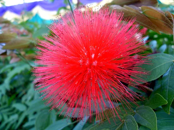 Red_Pompom|Red_Power_Puff|Red_Calliadria_Flower_Plant_&_Tree_(1.5-3.5_Ft_Hight)_For_Sweet_Home_Gardening_Hybrid