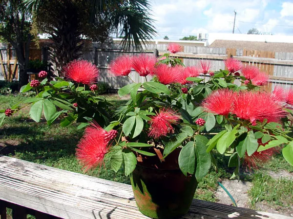 Red_Pompom|Red_Power_Puff|Red_Calliadria_Flower_Plant_&_Tree_(1.5-3.5_Ft_Hight)_For_Sweet_Home_Gardening_Hybrid