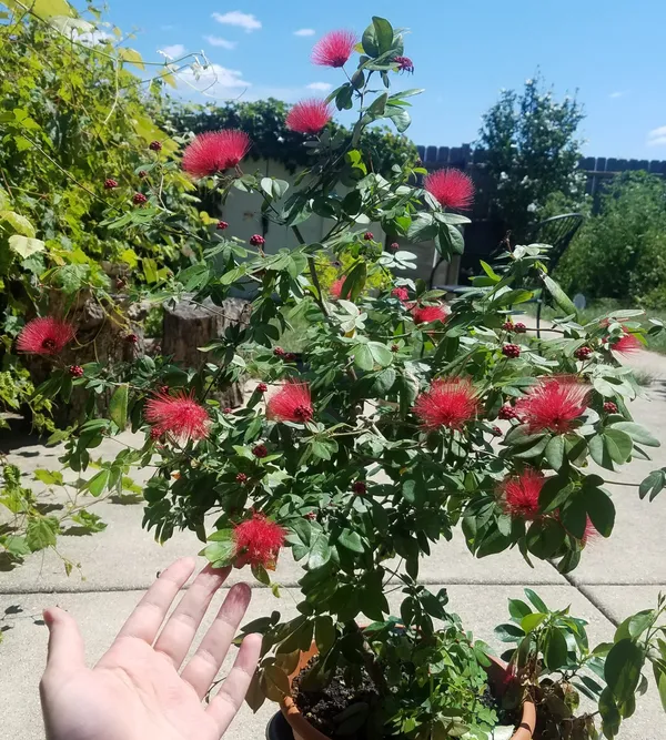 Red_Pompom|Red_Power_Puff|Red_Calliadria_Flower_Plant_&_Tree_(1.5-3.5_Ft_Hight)_For_Sweet_Home_Gardening_Hybrid