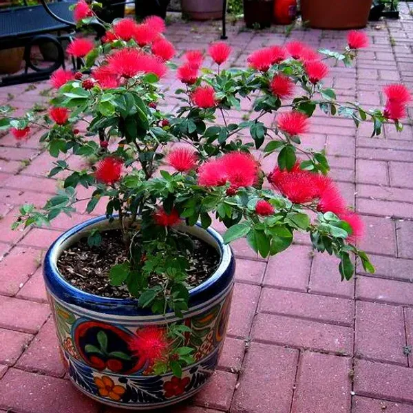 Red_Pompom|Red_Power_Puff|Red_Calliadria_Flower_Plant_&_Tree_(1.5-3.5_Ft_Hight)_For_Sweet_Home_Gardening_Hybrid