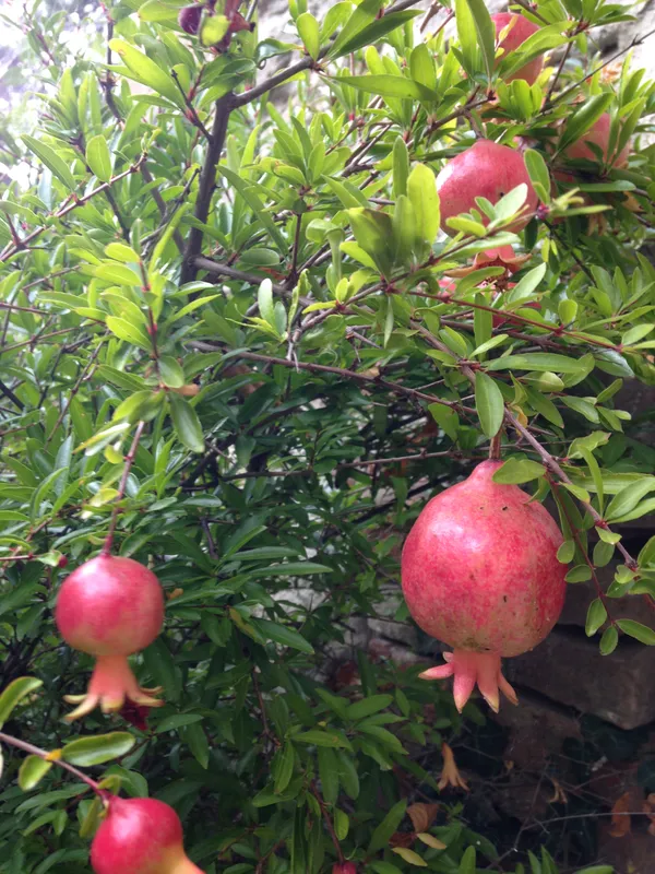 Red_Silk_Super_Juice_(Dwarf_Variety)_Pomegranate_Fruit_Plant_&_Tree_For_Your_Home_Garden_(1.5-3.5_Ft_Hight)_Hybrid