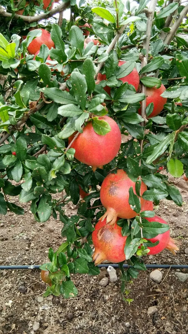 Red_Silk_Super_Juice_(Dwarf_Variety)_Pomegranate_Fruit_Plant_&_Tree_For_Your_Home_Garden_(1.5-3.5_Ft_Hight)_Hybrid