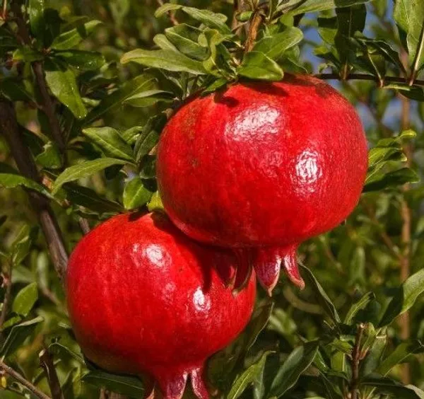 Red_Bhagwa_Anar_Hybrid_Pomegranate_Fruit_Plant_&_Tree_(1.5-3.5_Ft_Hight)_For_Sweet_Home_Garden_Well_Watered_Red_Bhagwa_Pomegranate___Healthy_Fruit_Plant