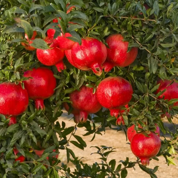 Red_Bhagwa_Anar_Hybrid_Pomegranate_Fruit_Plant_&_Tree_(1.5-3.5_Ft_Hight)_For_Sweet_Home_Garden_Well_Watered_Red_Bhagwa_Pomegranate___Healthy_Fruit_Plant