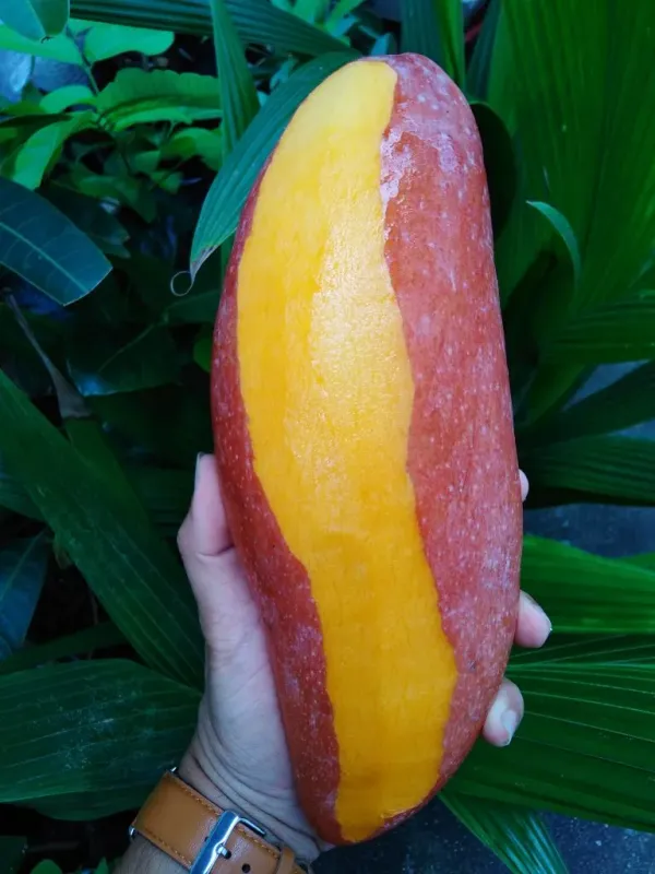 Red_Ivory_Jambo_Size_Mango_Fruit_Plant_&_Tree_(1.5-3.5_Ft_Hight)_For_Home_Gardening_Hybrid