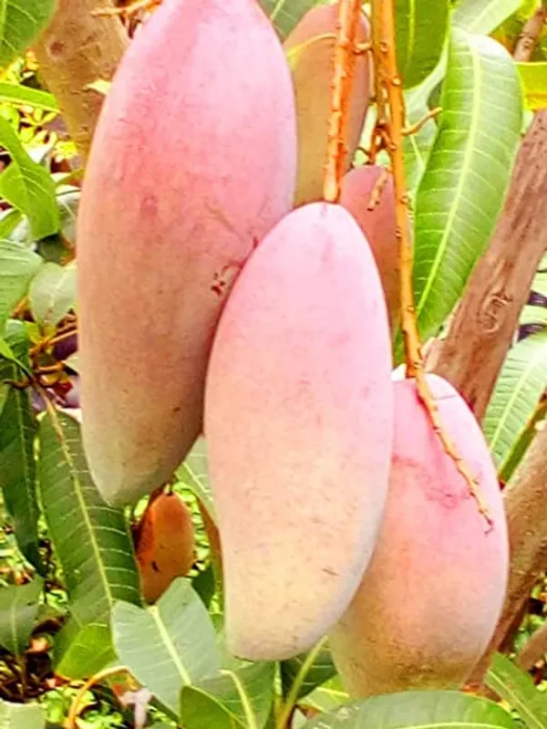 Red_Ivory_Mango_Fruit_Plants_&_Tree_(Grafted_For_Your_Home_Gardening_Hybrid