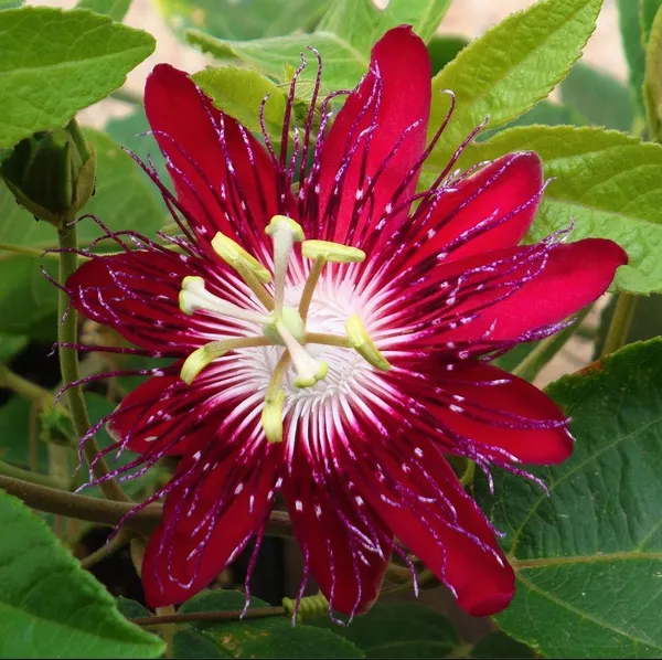 Passion_(Red)_Flowering_Plant_(1.5-2.5_Ft_Hight)_For_Your_Home_Garden_Hybrid